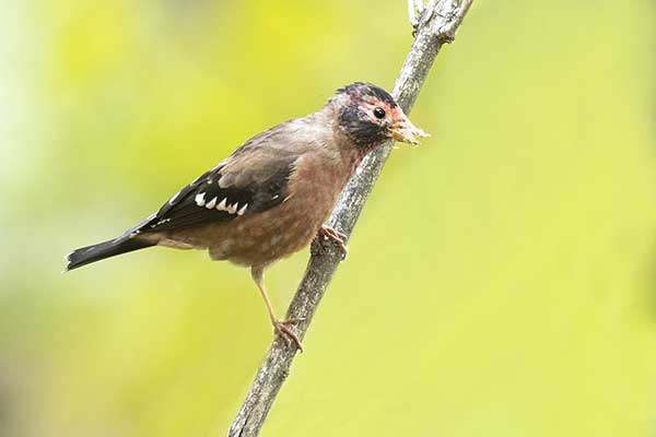 Krasnotek (Callacanthis burtoni)