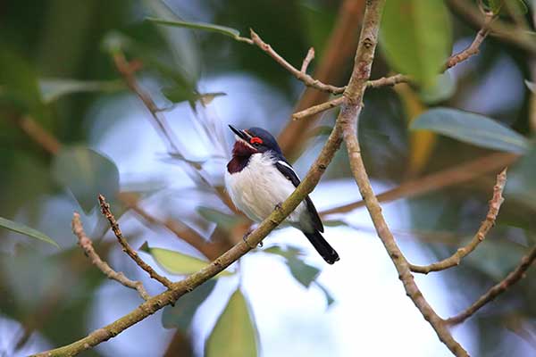 Krępaczek rubinobrewy (Platysteira cyanea)