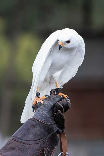 Krogulec australijski (Accipiter novaehollandiae)