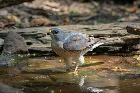 Krogulec chiński (Accipiter soloensis)