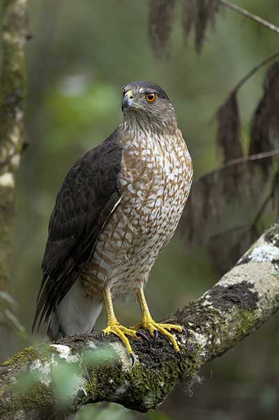 Krogulec czarnołbisty (Accipiter cooperii)