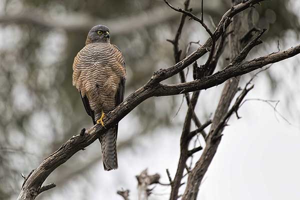 Krogulec obrożny (Accipiter cirrocephalus)