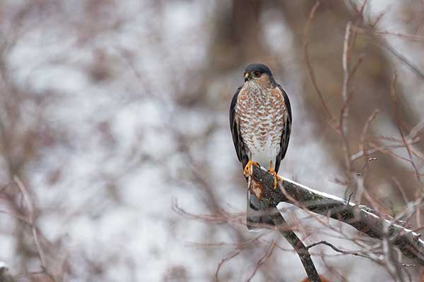 Krogulec zmienny (Accipiter striatus)