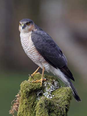 Krogulec (zwyczajny) (Accipiter nisus)