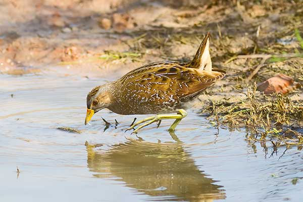 Kropiatka (Porzana porzana)