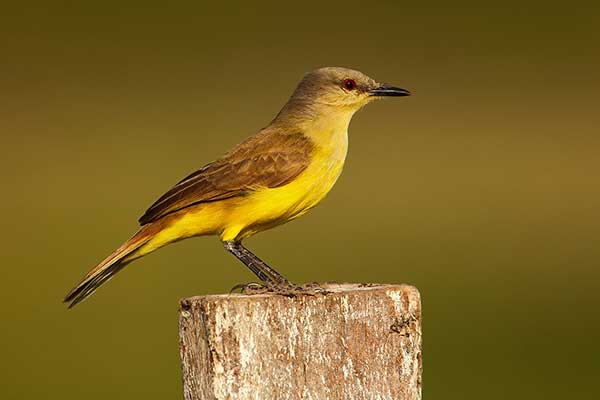 Krowiarek (Machetornis rixosa)