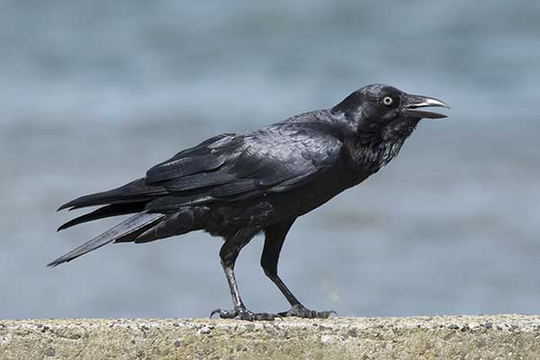 Kruk australijski (Corvus coronoides)