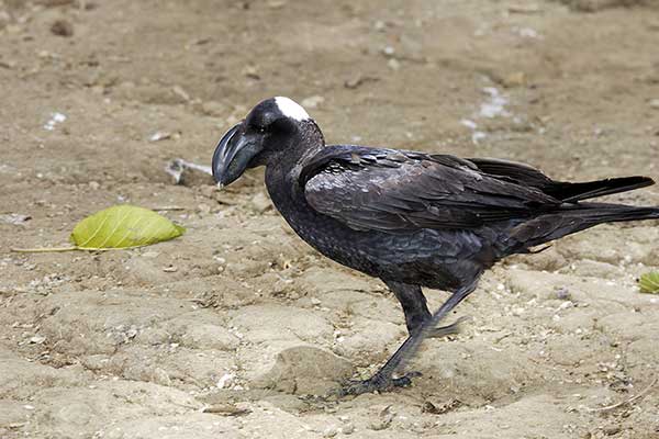 Kruk grubodzioby (Corvus crassirostris)