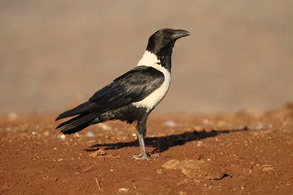 Kruk srokaty (Corvus albus)