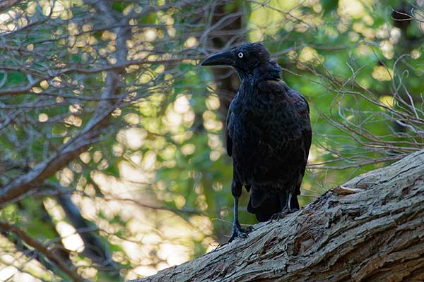 Kruk tasmański (Corvus tasmanicus)