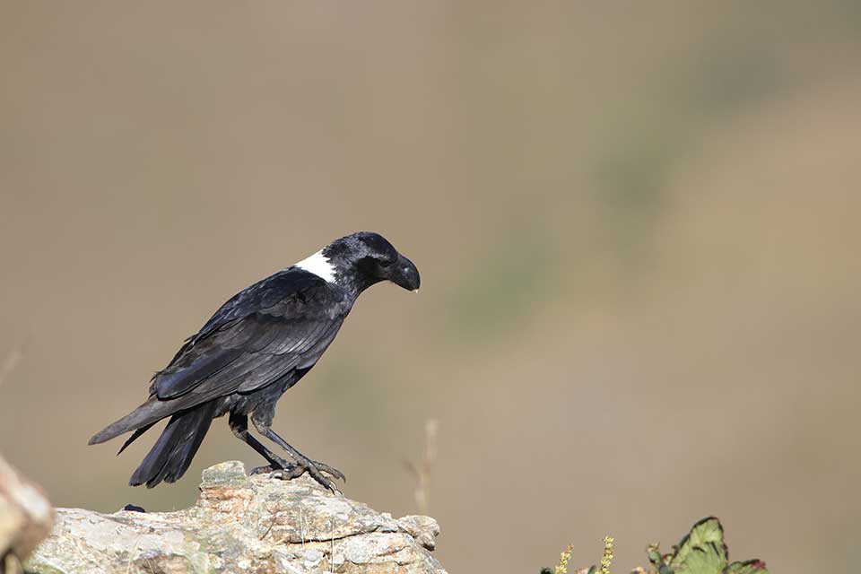 Kruk wielkodzioby (Corvus albicollis)