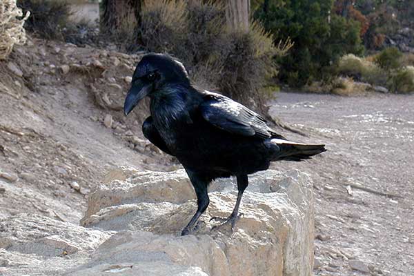 Kruk (zwyczajny) (Corvus corax)