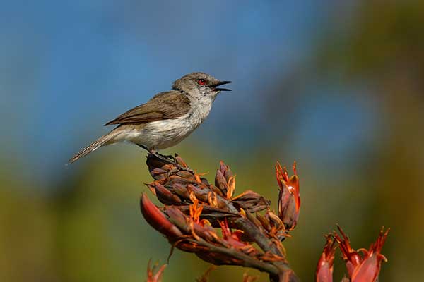 Krzakówka popielata (Gerygone igata)