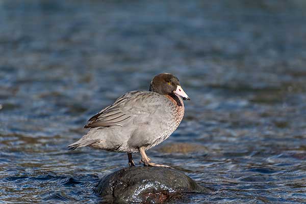 Krzywonos (Hymenolaimus malacorhynchos)