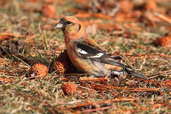 Krzyżodziób modrzewiowy (Loxia leucoptera)