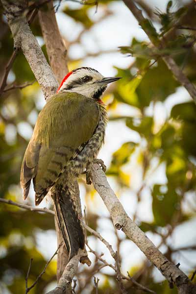 Kubańczyk (Xiphidiopicus percussus)