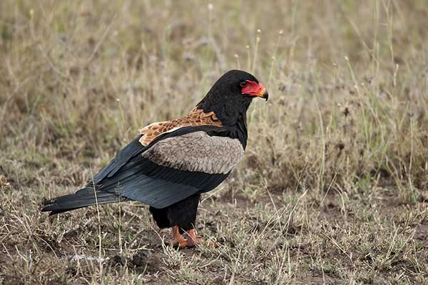 Kuglarz (Terathopius ecaudatus)