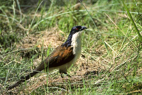 Kukal miedzianosterny (Centropus cupreicaudus)