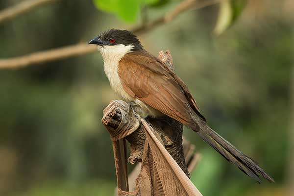 Kukal senegalski (Centropus senegalensis)