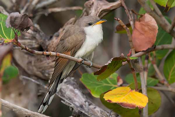 Kukawik żółtodzioby (Coccyzus americanus)