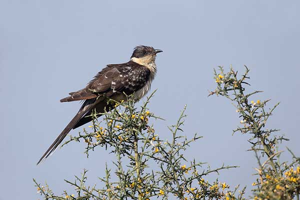 Kukułka czubata (Clamator glandarius)