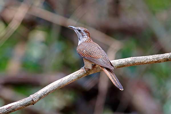 Kukułka jarzębata (Cacomantis sonneratii)