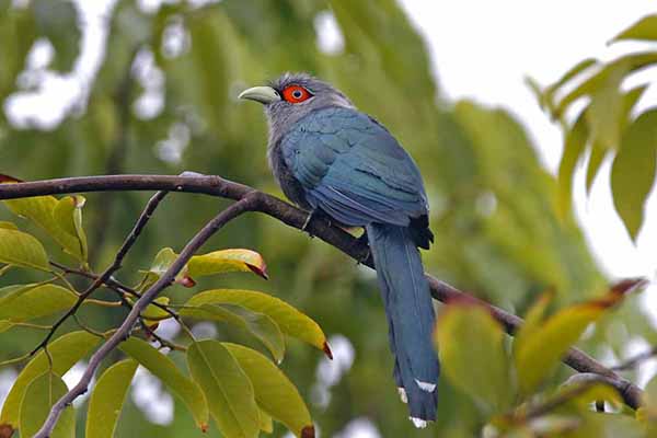 Kukuła rdzawobrzucha (Phaenicophaeus sumatranus)