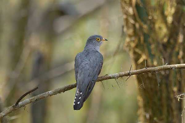 Kukułka sawannowa (Cuculus gularis)