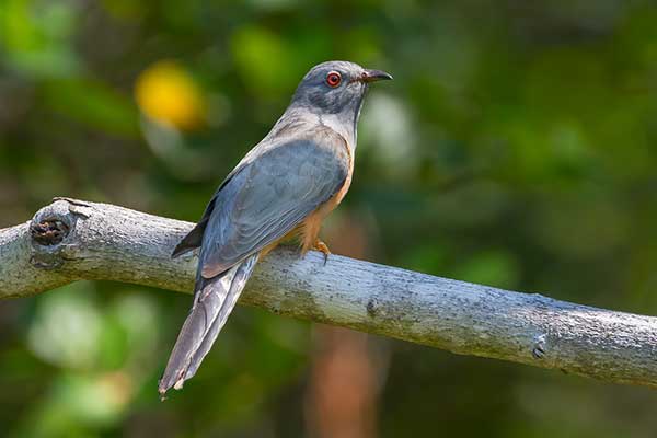 Kukułka siwogardła (Cacomantis merulinus)