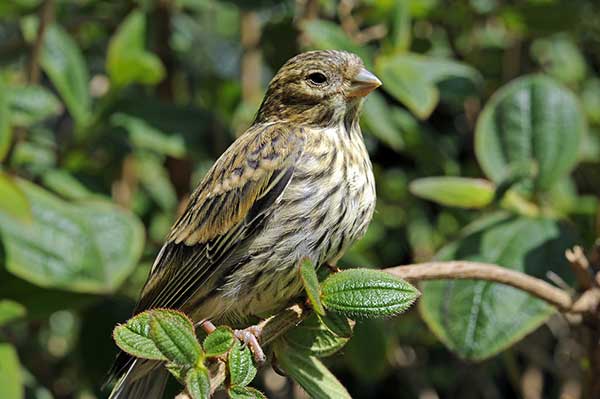 Kulczyk (zwyczajny) (Serinus serinus)