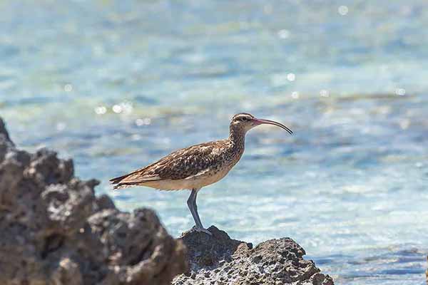 Kulik alaskański (Numenius tahitiensis)