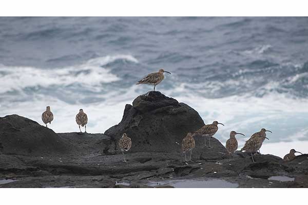 Kulik cienkodzioby (Numenius tenuirostris)