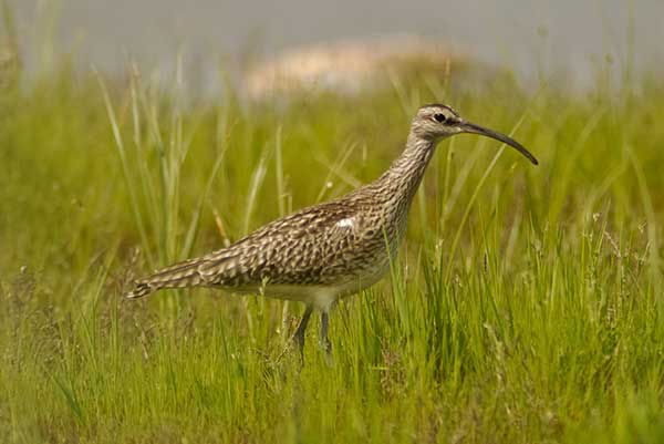 Kulik mniejszy (Numenius phaeopus)