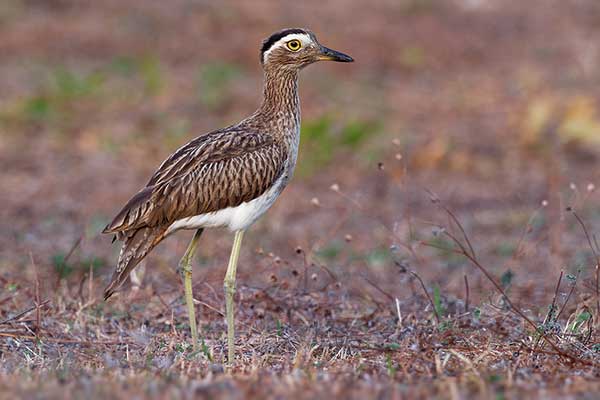 Kulon amerykański (Burhinus bistriatus)