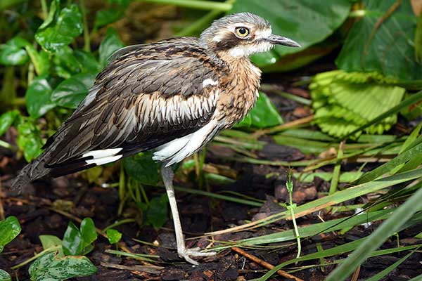 Kulon australijski (Burhinus grallarius)