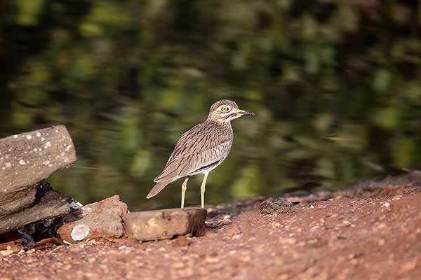 Kulon rzeczny (Burhinus senegalensis)