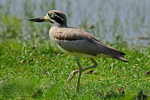 Kulon wielkodzioby (Esacus recurvirostris)