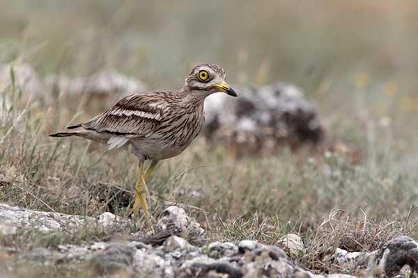 Kulon, kulon zwyczajny (Burhinus oedicnemus)