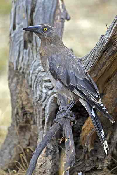 Kurawonga zmienna (Strepera versicolor)