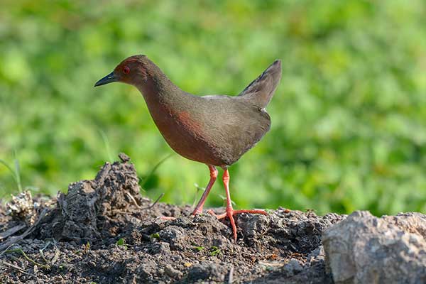Kureczka kasztanowata (Zapornia fusca)