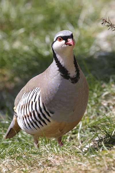 Góropatwa skalna (Alectoris graeca)