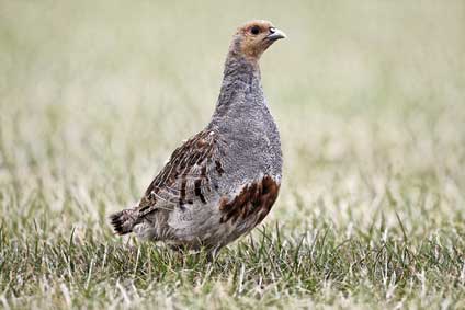 Kuropatwa (zwyczajna) (Perdix perdix)