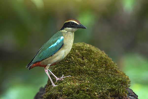 Kurtaczek blady (Pitta nympha)