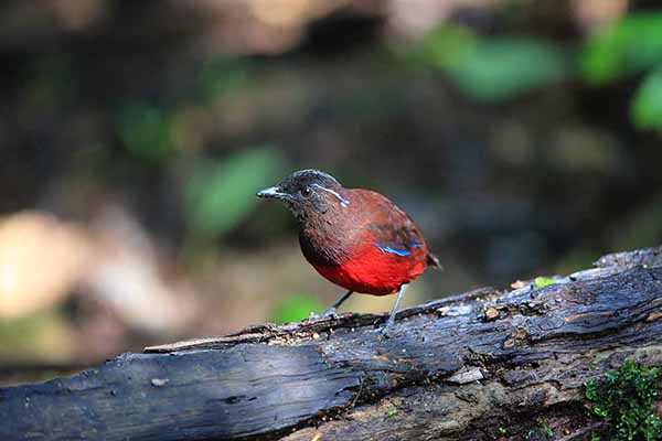 Kurtaczek czarnogłowy (Erythropitta venusta)