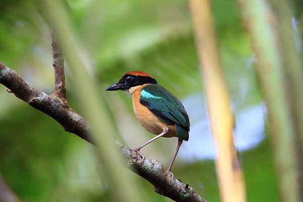 Kurtaczek czarnolicy (Pitta anerythra)