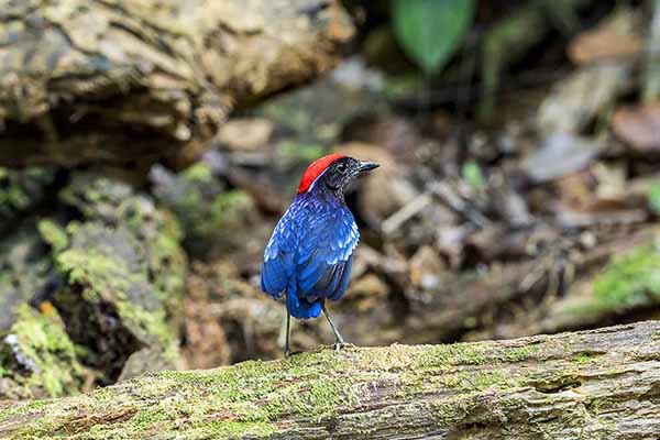 Kurtaczek granatowy (Erythropitta granatina)