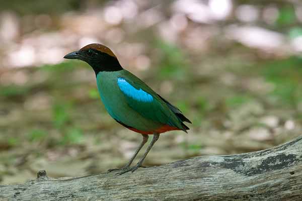 Kurtaczek kapturowy (Pitta sordida)