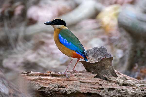 Kurtaczek modroskrzydły (Pitta moluccensis)