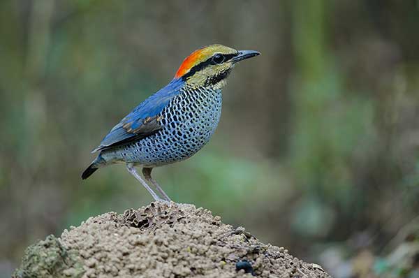 Kurtaczek niebieski (Hydrornis cyaneus)