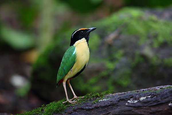 Kurtaczek ozdobny (Pitta elegans)